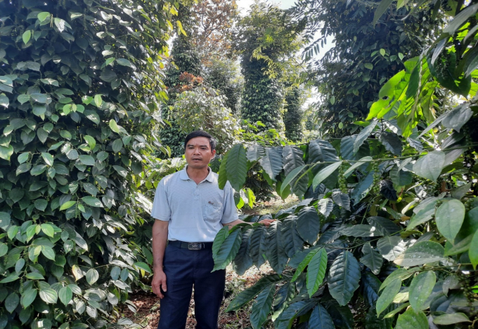 HTX Nông nghiệp hữu cơ Đắk Nông, xã Đắk R’moan (Gia Nghĩa) có vùng sản xuất 250 ha cà phê, được phát triển theo mô hình cảnh quan cho năng suất ổn định và chất lượng cao.
