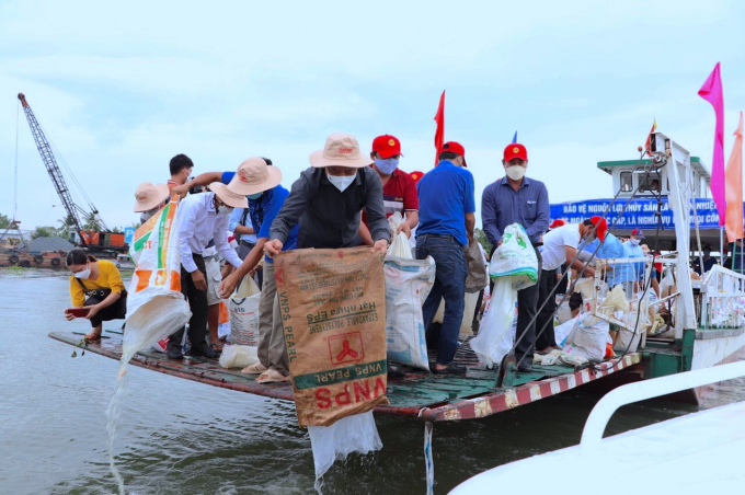 Also this morning, the Agriculture and Rural Development Department of Vinh Long province released more than 200,000 fingerlings to the Hau River. Photo: Minh Dam.