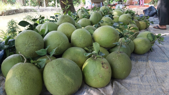 Related organizations and individuals expecting to export pomelo to the US must complete the registration dossier and send it to the PPD before May 10, 2022.