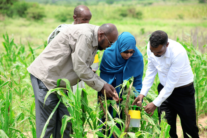 Protecting plants from pests and diseases is far more cost effective than dealing with plant health emergencies. Photo: Isak Amin