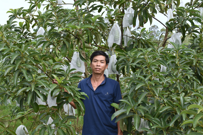 Vụ này, vườn bơ của anh Hiền được bao tiêu giá cố định 50.000 đồng/kg. Ảnh: Minh Đảm.