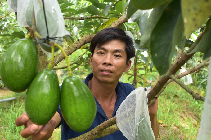  Mr. Le Minh Hien's 2-year-old Wurtz avocado garden bears fruits super soon and is close-fruited in Tien Giang. Photo: Minh Dam.