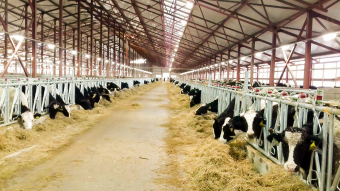 Đàn bò tại trang trại TH luôn được đảm bảo '5 không' theo quy định của Hội đồng Phúc lợi Động vật Anh Quốc.