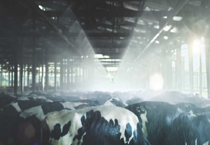 Đàn bò được tắm mát và nghe nhạc mỗi ngày trước khi cho ra những dòng sữa tuyệt hảo.