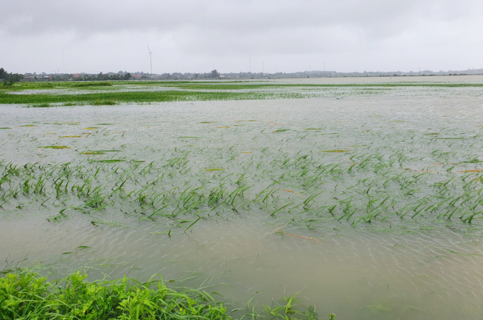 Cánh đồng lúa ở Lệ Thủy (Quảng Bình) chìm nghỉm trong mưa lụt. Ảnh: N.H.