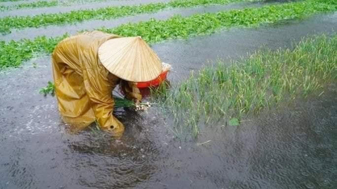 Bà con nông dân huyện Lệ Thủy mò mẫm thủ thu hoạch hoa màu bị lụt ngập. Ảnh: Đ. Thuần.