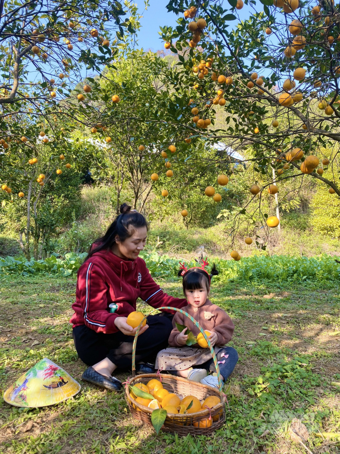 Du khách trải nghiệm vườn quýt ở xã Quang Hán, huyện Trùng Khánh. Ảnh: Công Hải.