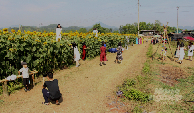 Du khách đến checkin tại vườn hoa hướng dương ở thành phố Cao Bằng. Ảnh: Công Hải.