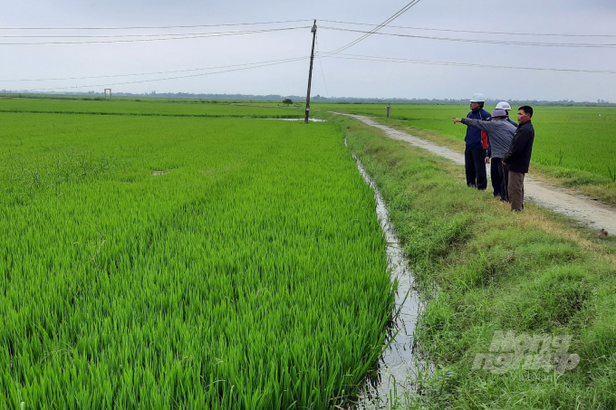 Có khoảng 20.834 ha lúa vụ đông xuân ở tỉnh Thừa Thiên - Huế bị ngập úng do mưa lớn bất thường. Ảnh: CĐ.