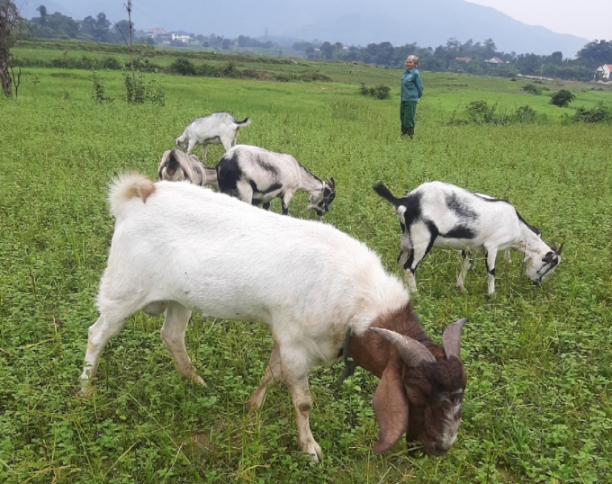 Huong Son District has many favorable condition to develop goat farming. Photo: Thanh Nga.