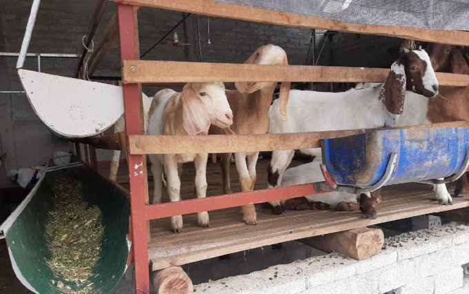 In recent years,many policies to promote the development of goat farming have been issued by Huong Son District's authority. Photo: Thanh Nga.
