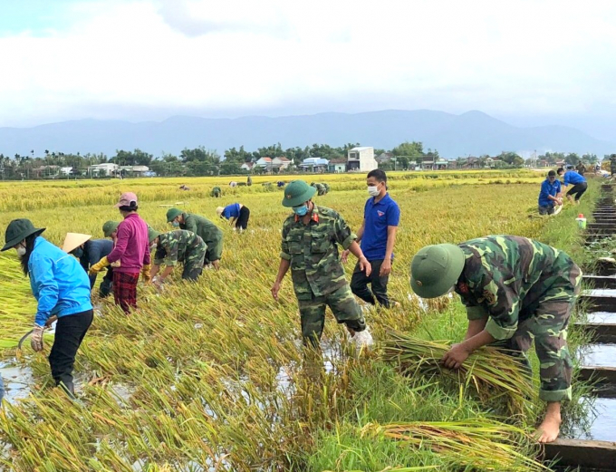 Các lực lượng vũ trang và đoàn viên thanh niên giúp nông dân gặt lúa bị ngã đổ tại huyện Tuy Phước (Bình Định). Ảnh: T.Đ.