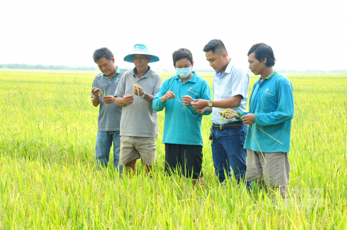 Vụ lúa đông xuân 2021-2022 nhiều nông dân ở huyện Tân Hiệp, Kiên Giang sử dụng cặp đôi Vk.Lasstop 425SC và Natofull 525SE giúp lúa sạch bệnh và cho năng suất cao. Ảnh: Lê Hoàng Vũ.