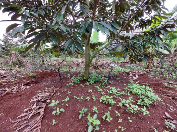 Four-year-old durian planted in high beds, disease-free. Photo: Tran Minh Quy.