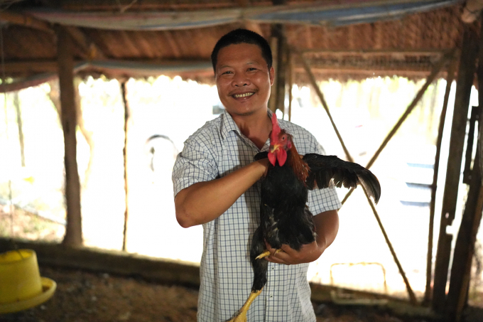 Tô Quốc Tú: 'Con gà trống Minh Dư này 118 ngày tuổi, ước đạt 3kg rồi'. Ảnh: Minh Sáng.