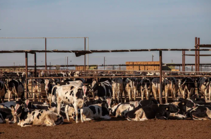Livestock outside Bakersfield, Calif., in 2021. Photo: Citizen of the Planet/UCG/Universal Images Group