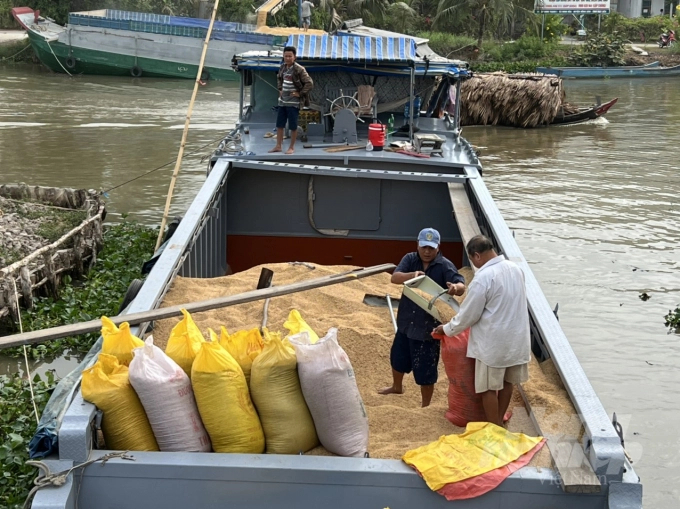 Rice produced from the shrimp - rice models are always guaranteed offtake by businesses. Photo: Trong Linh.