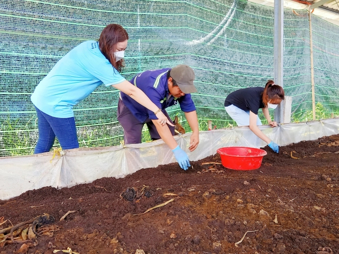The composting worm farming model contributes to making the most of the by-products of the cultivation and husbandry industries, creating a source of organic fertilizer for other agricultural industries. Photo: Kim Anh.