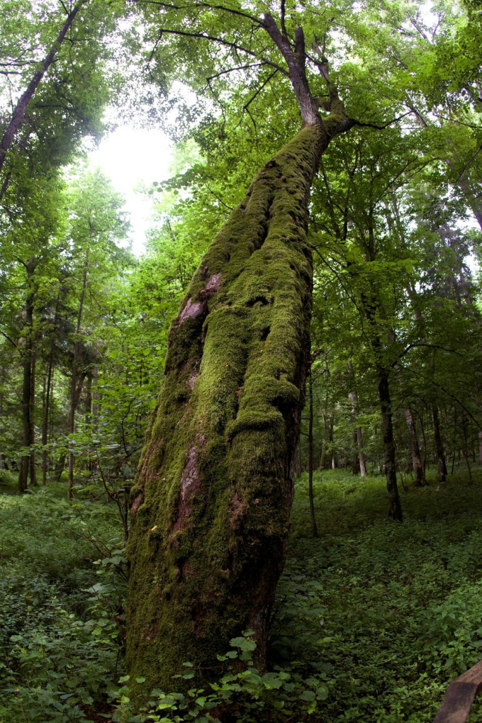 A general view shows part of Europe's last ancient forest, the Bialowieza Primeval Forest July 23, 2009. Photo: REUTERS/Peter Andrews
