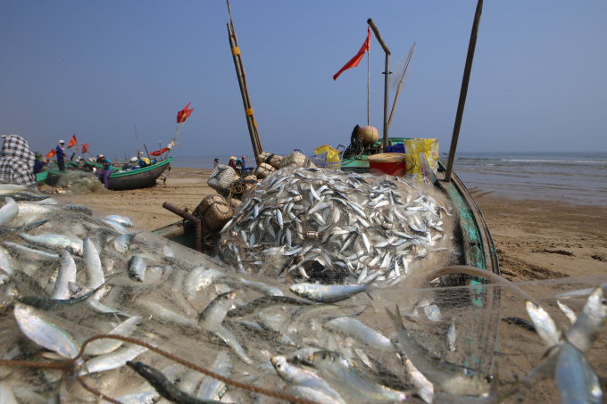 Chuyến biển này, ngư dân Lê Khắc Phùng, trú thôn Đông Văn, xã Thạch Văn cùng bạn thuyền và người thân trong gia đình đánh bắt được hơn 2 tấn cá trích.
