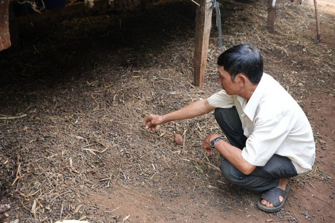 Lượng phân từ đàn dê hơn 200 con thải ra dư dùng cho vườn nhà, anh Nam còn bán bớt. Ảnh: Hồng Thuỷ.