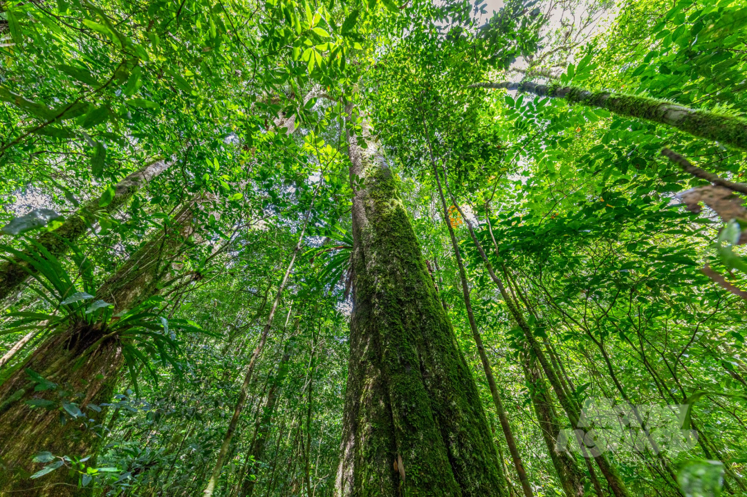 Bidoup-Nui Ba National Park has many endemic and rare species. Photo: M.H.