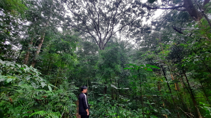 Quảng Ninh đang triển khai lập dự án Công viên rừng trên địa bàn TP Hạ Long. Ảnh: Viết Cường.