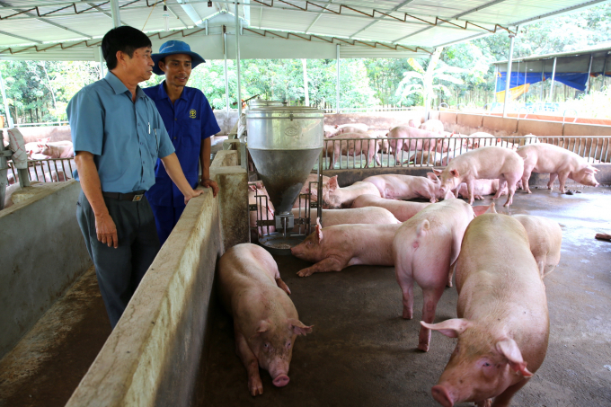 Nguyễn Đức Cường (phải) không chỉ chịu khó làm ăn, mà còn có cách làm đa dạng, nên từ gần chục năm nay, Cường cứ đều đều mỗi năm đút túi từ vài trăm triệu trở lên. Ảnh: Minh Sáng.