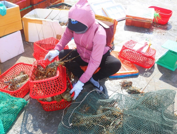 The price of blue lobster remains only at VND670 thousand/kg for 3 lobsters/kg. Photo: KS.