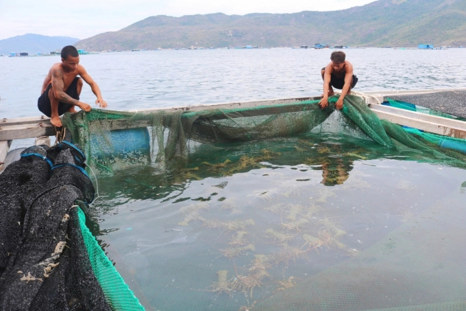 Currently, the price of lobster has dropped sharply causing problems for farmers. Photo: KS.