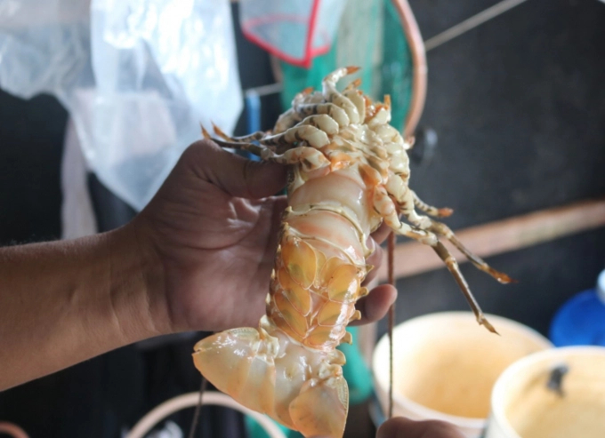 In this batch of shrimp, farmers suffered many losses. Photo: KS.