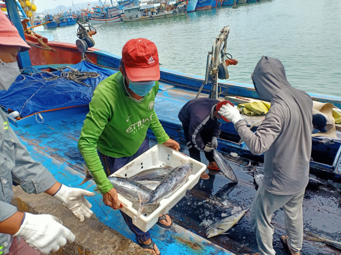 Currently, traditional fishing in Quang Nam such as squid fishing and seine fishing has a sufficient labour force with proper skills. Photo: L.K.