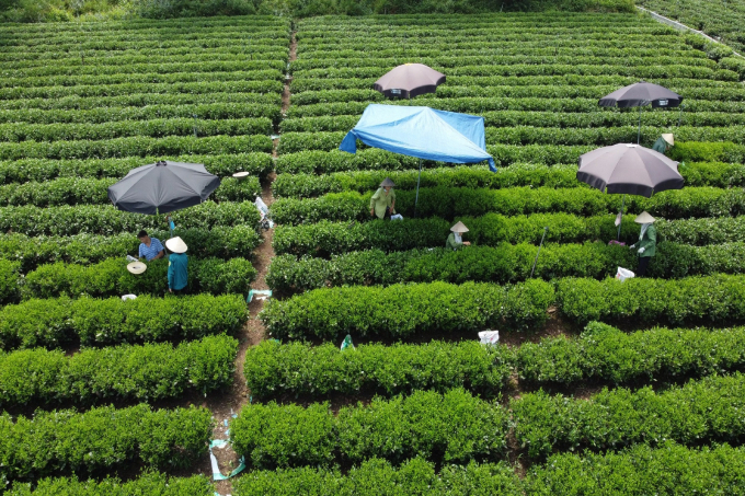 A tea hill. Tourists can climb up the hills and pick tea leaves themselves. Photo: Toan Nguyen.
