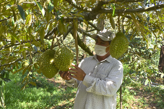 Durian is affected by droughts and salinity in 2020, so the yield cannot reach the maximum. Photo: Minh Dam