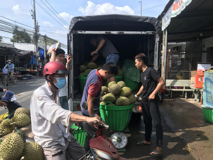 Farmers transport durians for sale at barns in Cai Lay. Photo: Minh Dam.