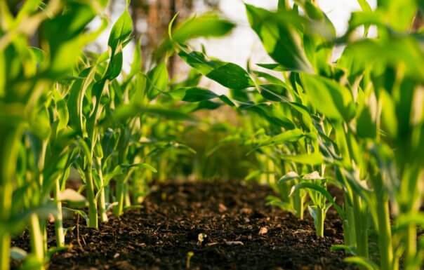 Rows of growing corn on a farm. Photo: Steven Weeks on Unsplash