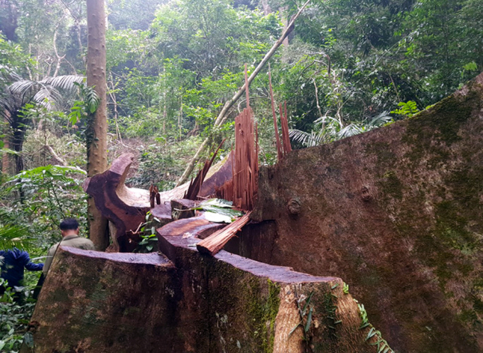 Cây rừng bị đốn hạ tại tiểu khu 645, xã Hướng Sơn thuộc Khu bảo tồn thiên nhiên Bắc Hướng Hóa. Ảnh: NLD.