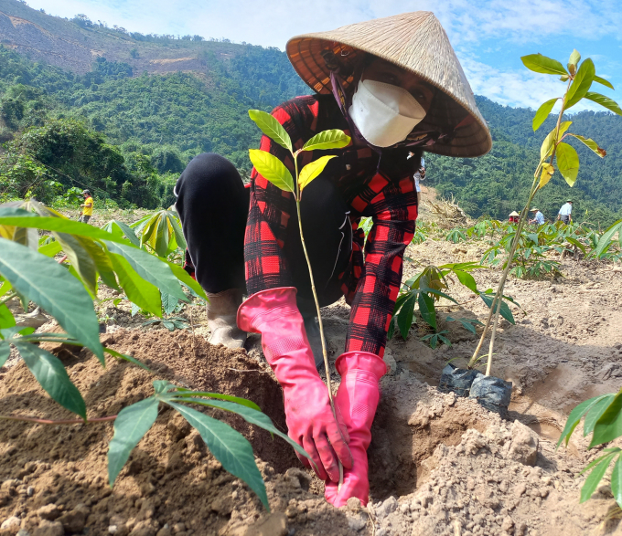 Cây bản địa quý được trồng và chăm sóc tại huyện Tuyên Hóa (Quảng Bình). Ảnh: T.P