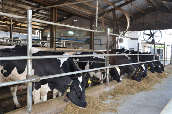 Dairy cows in Tuyen Quang are cared for according to safety standards, giving more and more delicious milk quality. Photo: Dao Thanh.