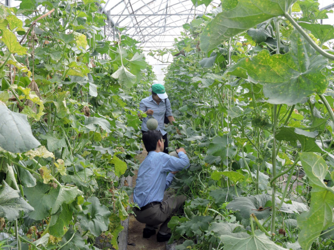 Visiting and learning the cantaloupe growing model in Ho Chi Minh City Hi-tech Agricultural Park.