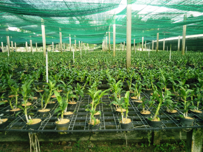 Flower growing area in Ho Chi Minh City Hi-tech Agricultural Park. 