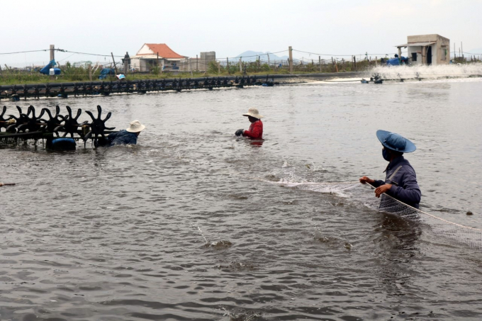 Giá tôm thẻ thương phẩm hiện cũng ở mức thấp so với thời điểm năm ngoái. Ảnh: MH.