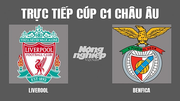 Trực tiếp bóng đá Cúp C1 Châu Âu giữa Liverpool vs Benfica hôm nay 14/4/2022