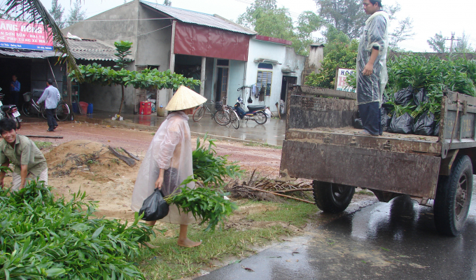 Nguồn giống cây chất lượng cao sẽ là điều kiện tốt cho việc trồng rừng kinh tế có hiệu quả lớn hơn. Ảnh: T.P