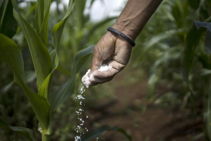Indian farmers in pain as soaring prices create fertilizer black market. Photo: BS