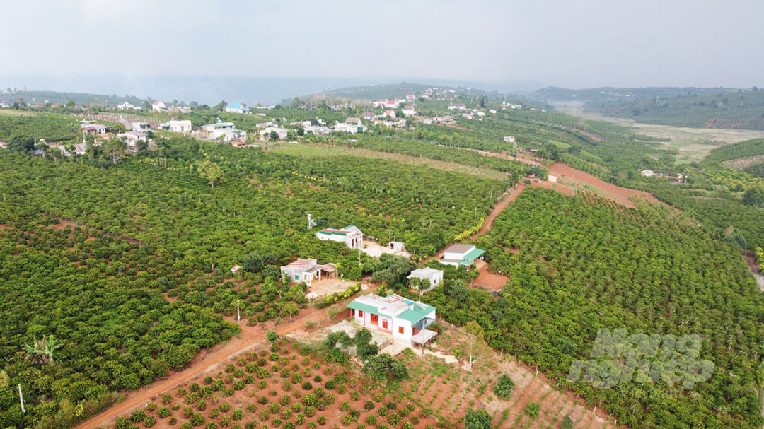 Trong giai đoạn 2021-2025, IDH và tỉnh Lâm Đồng hướng đến hỗ trợ người dân sản xuất bền vững 52.000ha cà phê, cải thiện nguồn thu nhập, đồng thời bảo vệ 130.000ha rừng. Ảnh: Minh Hậu.