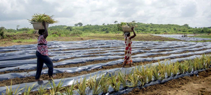 In agriculture, plastic products greatly help productivity. Photo: FAO.org