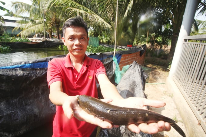 Sau 2 năm thuần dưỡng đàn cá dày bố mẹ, anh Phạm Văn Phúc thu về cả trăm triệu đồng từ việc bán cá giống. Ảnh: Kim Anh.