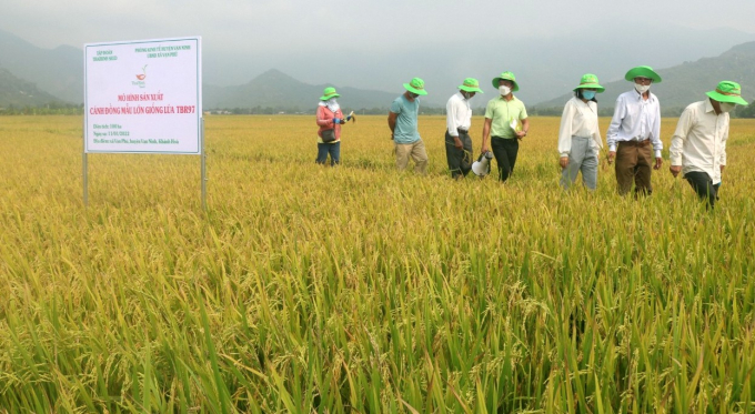 Thời gian quan giống lúa TBR97 đã sản xuất nhiều vụ trên cánh đồng xã Vạn Phú. Ảnh: KS.