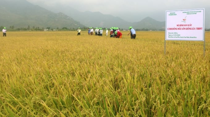 Cánh đồng mẫu lớn sản xuất giống lúa TBR97 ở xã Vạn Phú, huyện Vạn Ninh (Khánh Hòa). Ảnh: KS.